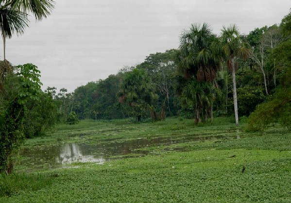 Perus Amazonien