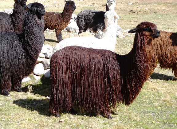 Alpaca Suri de extraordinario pelo largo. Su fibra es larga y brillante. Se encuentra al cuidado de la comunidad de Munoa, Melgar en Puno-Per�.