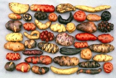 Peruvian Potatoes