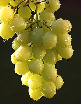 Uvas peruanas