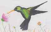 Colibrí - Símbolo de Tarma